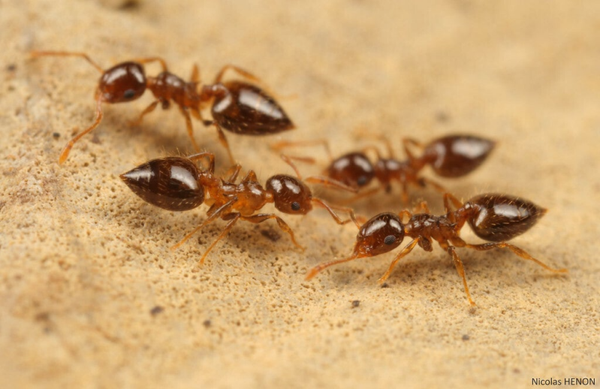 Crematogaster Sordidula
