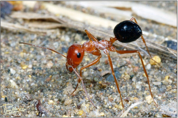 Cataglyphis Rosenhaueri