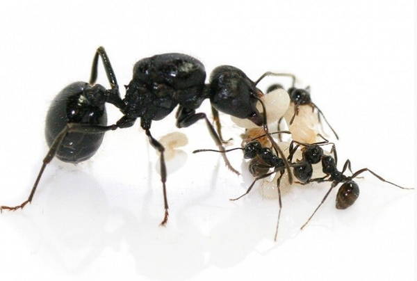 Messor Muticus
