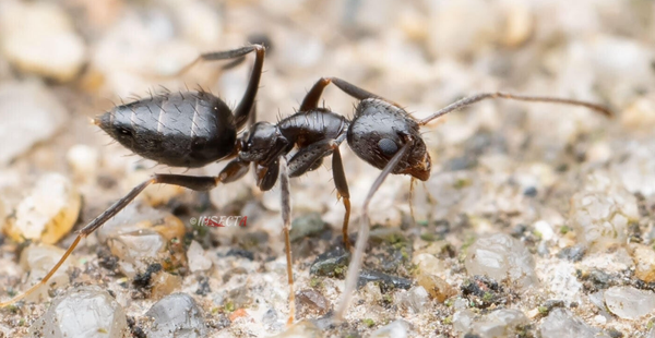 Nylanderia Bourbonica