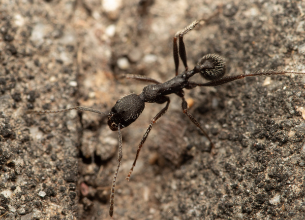 Aphaenogaster Iberica