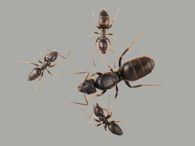 Tapinoma Erraticum
