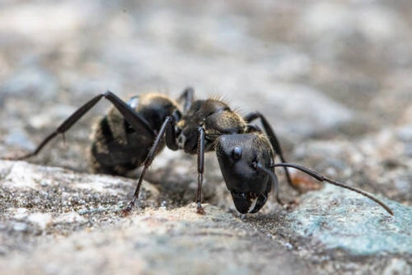 Camponotus formosensis