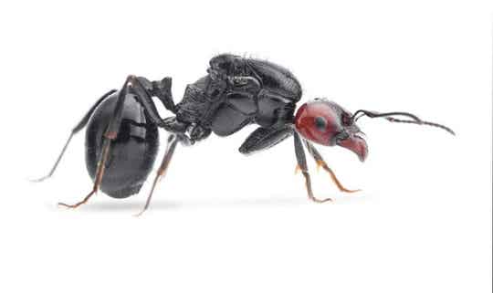 Oogstmieren (Messor) / Miersoorten / Mieren AntsIncMania