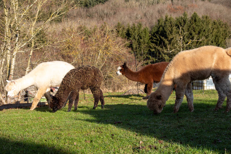 Stoffelsbach Alpaka Wanderung 