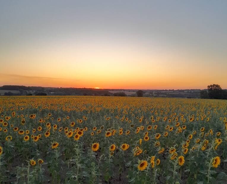 tournesols-standard-o6z7uq.jpg