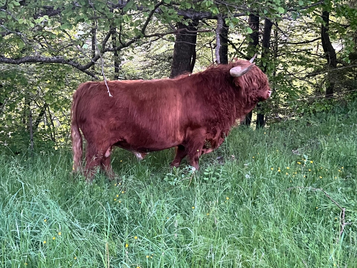 (c) Losstock-highlands.ch