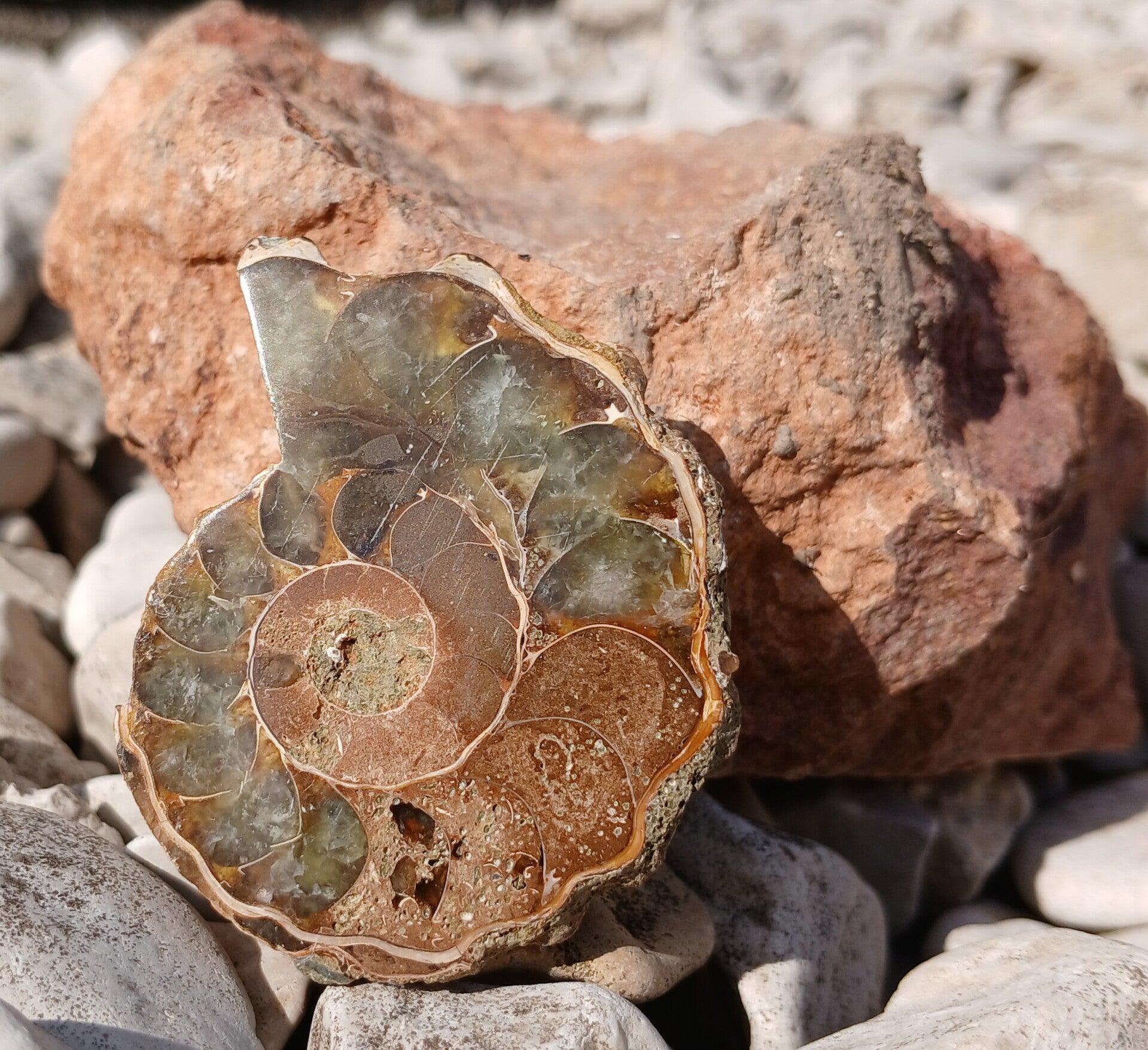 Ammoniet (Gepolijsd)