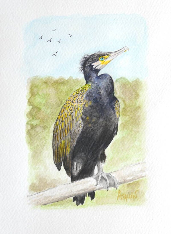 Cormoran