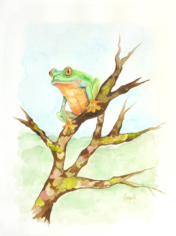 GRENOUILLE "Miss green" TIRAGE D'ART