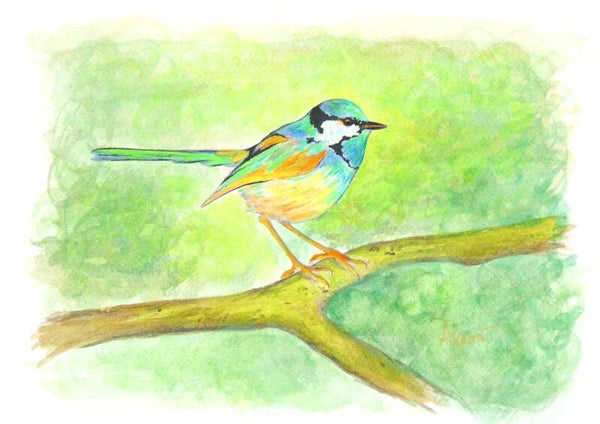Mérion multicolor