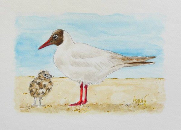 Mouette rieuse