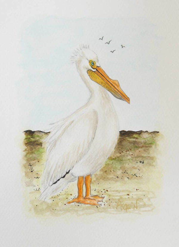 Pélican