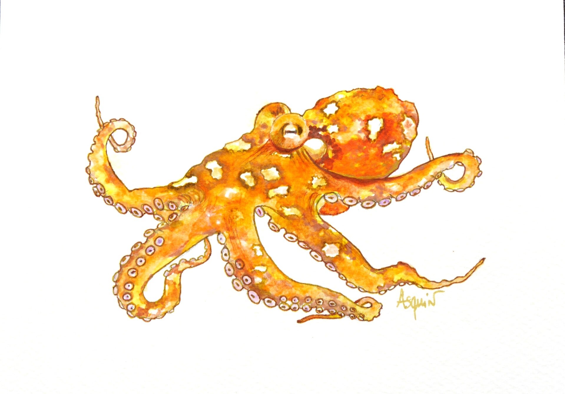 Pieuvre Orange