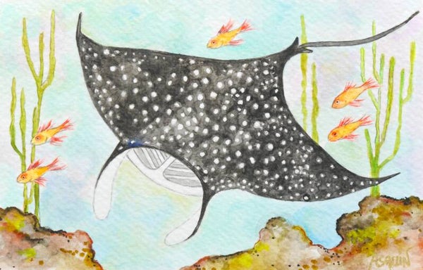 Raie Manta