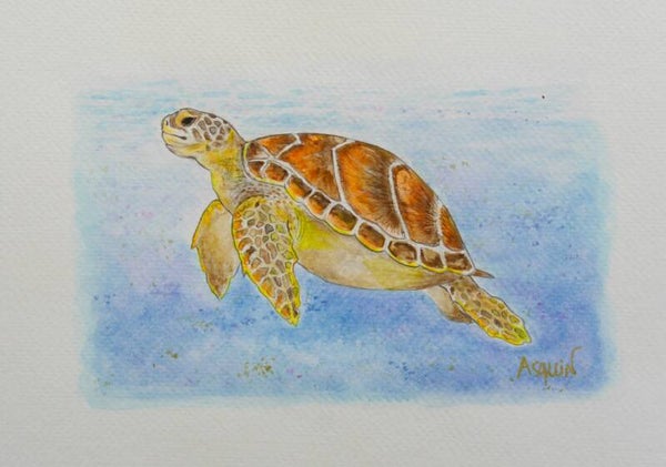 Tortue de Mer