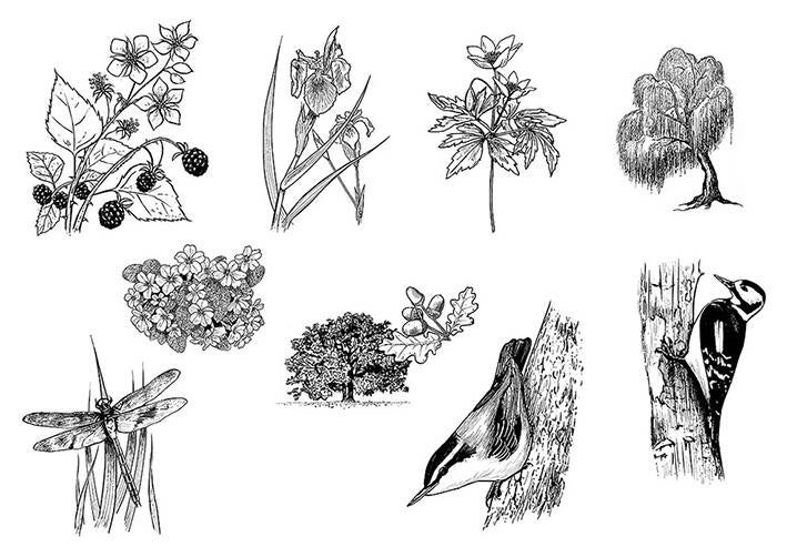 Nature Drawings for Wildlife Leaflet