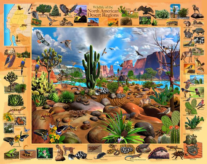 North American Desert Life