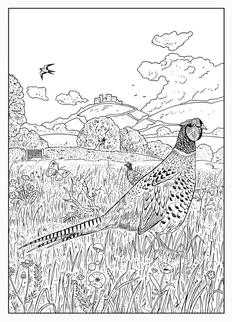 Pheasant 