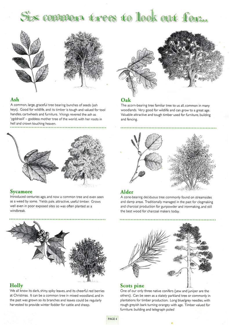 Trees and leaf Drawings for Leaflet