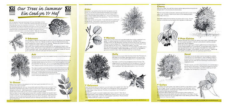 tree-and-leaf-leaflet