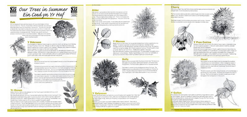 Trees and Leaf Drawings for Leaflet