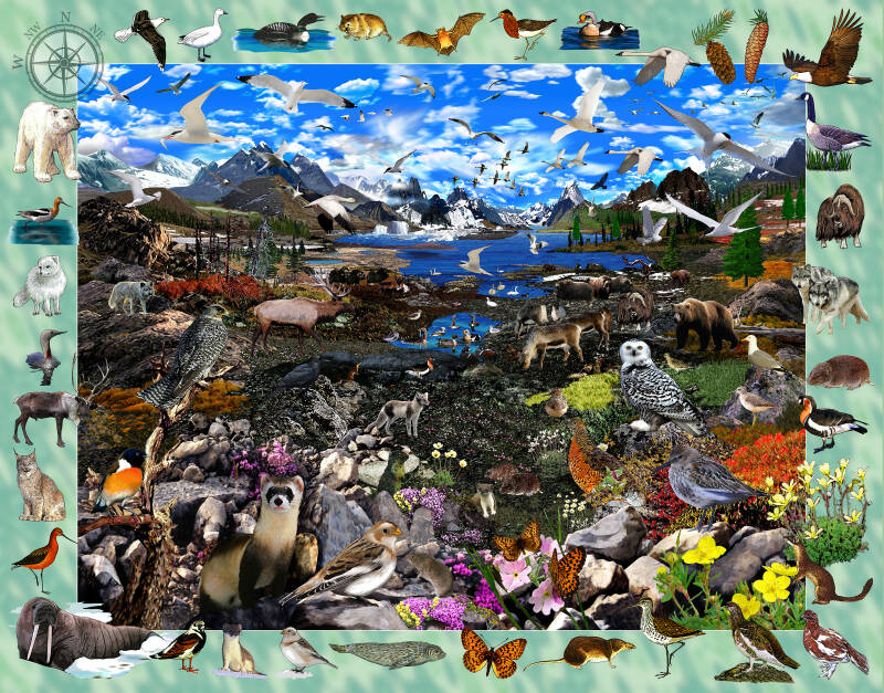 tundra-wildlife-alpine-wildlife