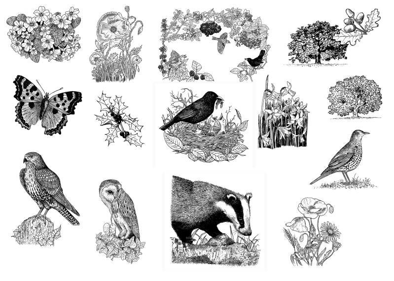 wildlife-drawings for leaflets and books 