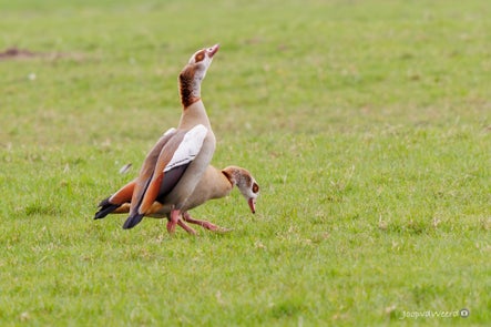 dieren-1-standard.jpg