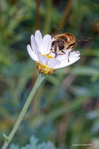 dieren-3-standard.jpg