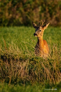 dieren-8-standard.jpg