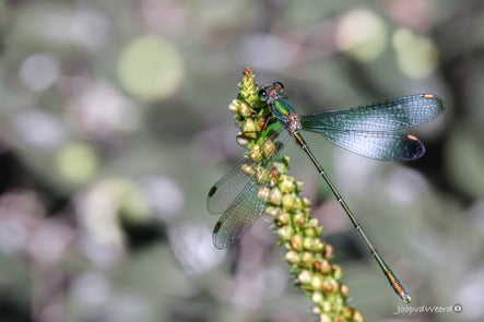 libelle-1-standard-mmhnco.jpg