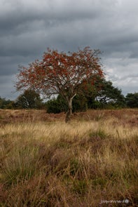 natuur-5-standard.jpg