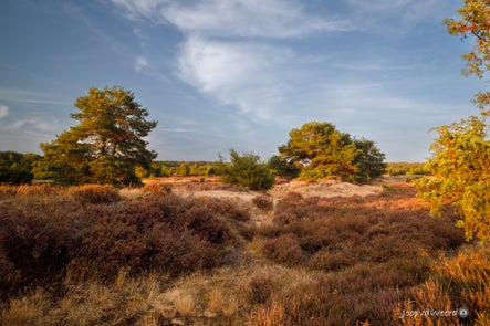 natuur-6-standard.jpg