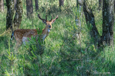 20230613-hertbrachterwald.jpg