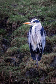 20230202reiger.jpg