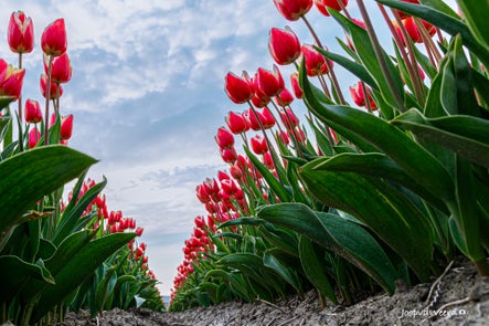 20230501-03-tulpen-1.jpg