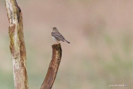 vogels-diependal-12-standard.jpg