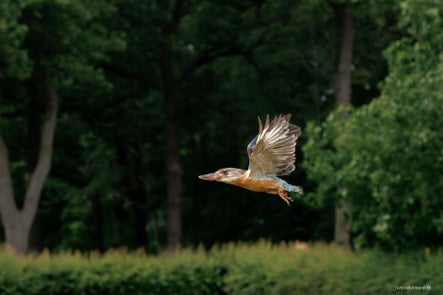 vogels-volgnummer-01-pixexp-10-standard.jpg