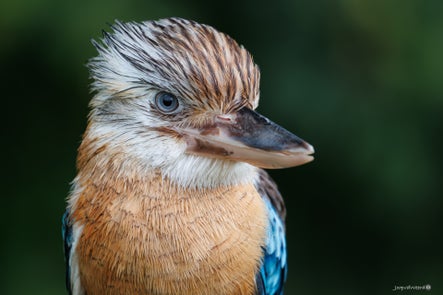 vogels-volgnummer-01-pixexp-2-standard.jpg