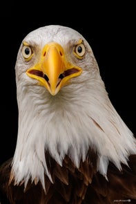 vogels-volgnummer-01-pixexp-3-standard.jpg
