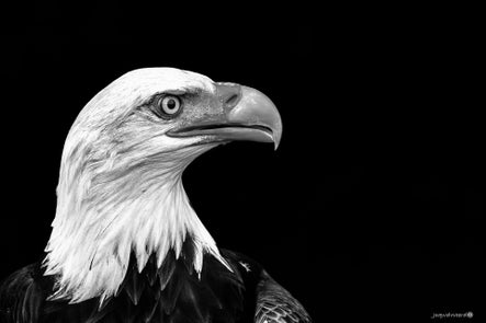 vogels-volgnummer-01-pixexp-4-standard.jpg