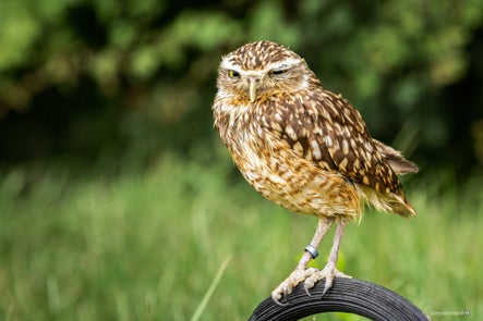 vogels-volgnummer-01-pixexp-5-standard.jpg