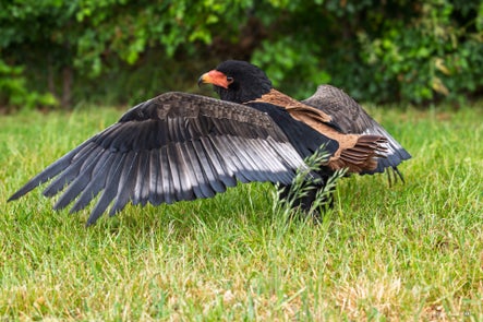 vogels-volgnummer-01-pixexp-6-standard.jpg