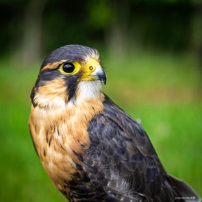 vogels-volgnummer-01-pixexp-7-standard.jpg