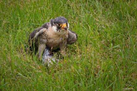 vogels-volgnummer-01-pixexp-8-standard.jpg