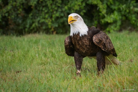 vogels-volgnummer-01-pixexp-9-standard.jpg
