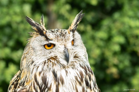 vogels-volgnummer-01-pixexp-standard.jpg
