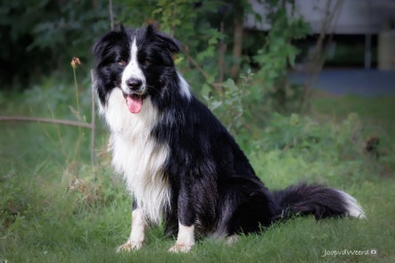 20230706-chapbordercollie.jpg