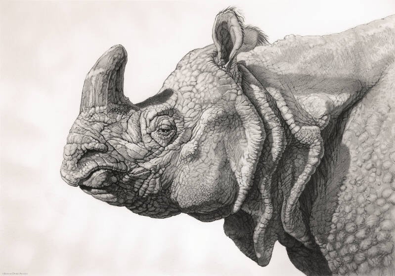 indische neushoorn  30x42 cm By Rene van Druten